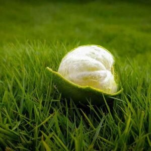 Lyposingrass: Simple Plant Power for Better Health