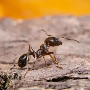Hormita: Tiny Ants with Big Purpose in Nature