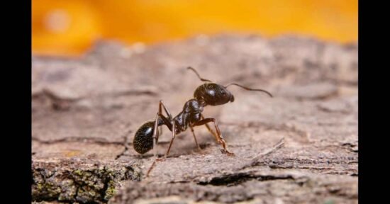 Hormita: Tiny Ants with Big Purpose in Nature